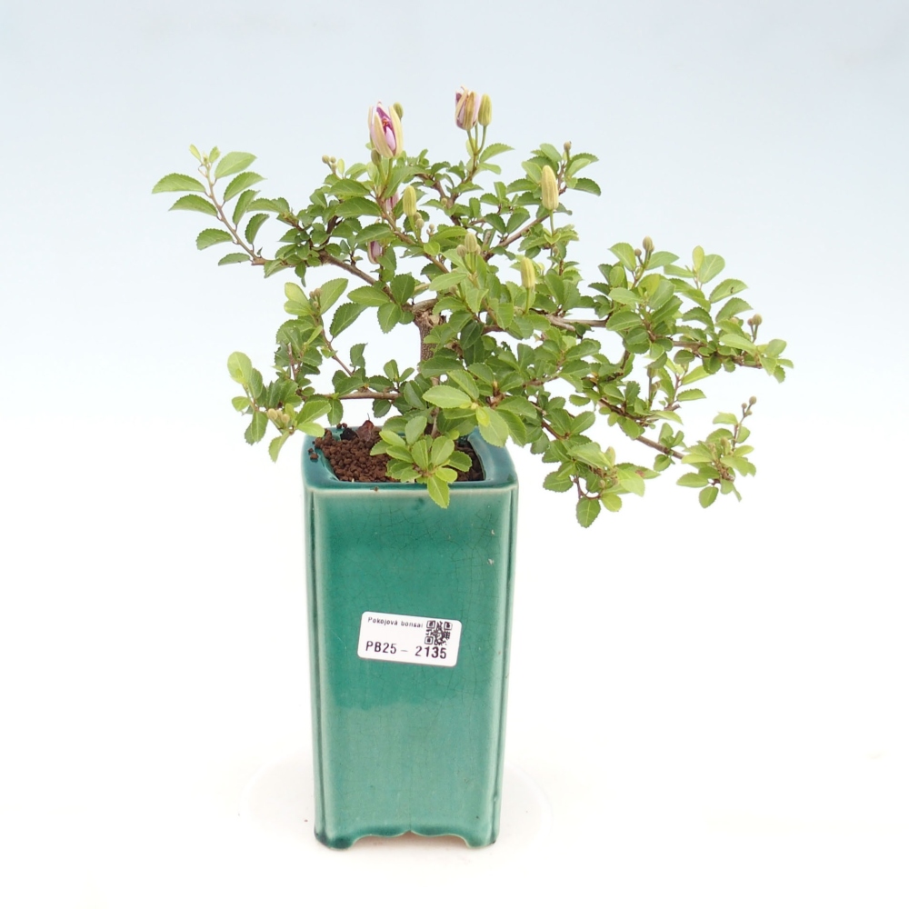 Zimmerbonsai - Grewia occidentalis - Lavendelstern