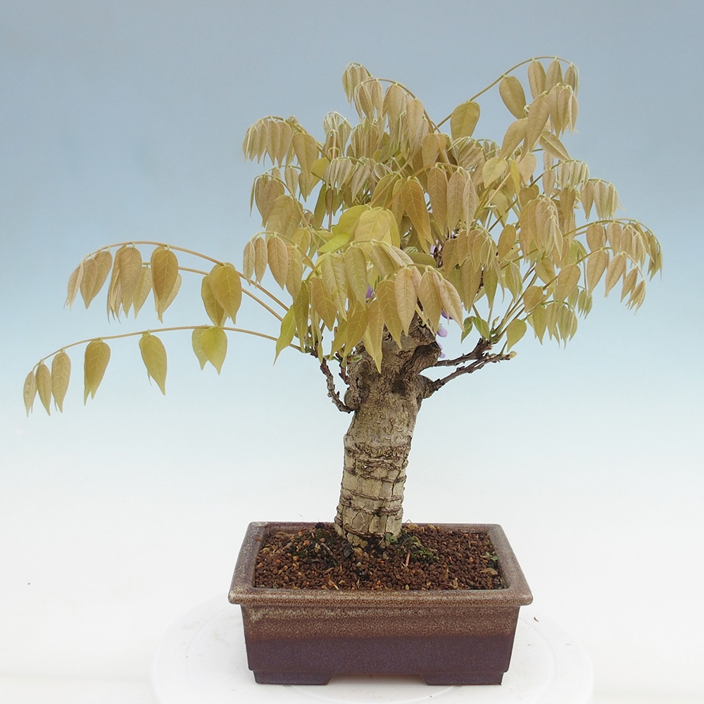 Bonsai im Freien - Wisteria floribunda - Wisteria floribunda