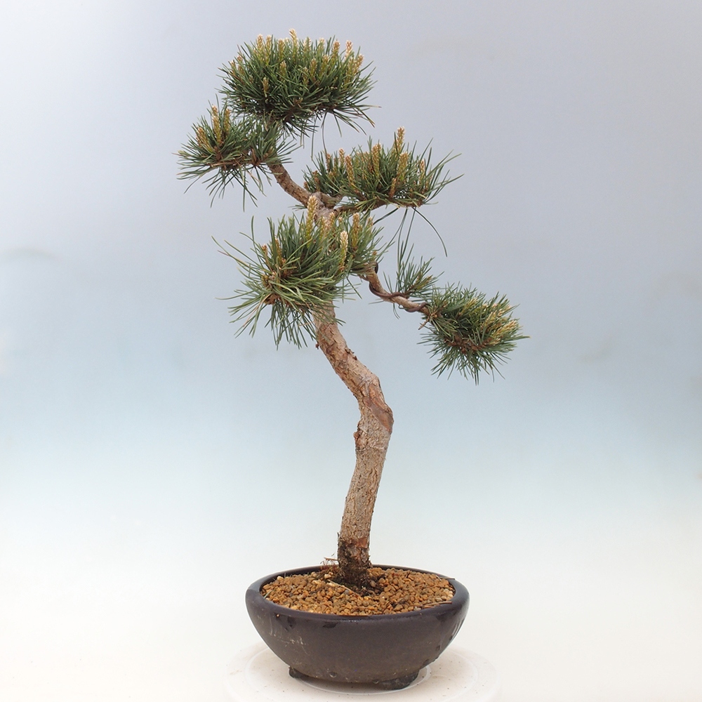 Bonsai im Freien - Pinus Sylvestris - Waldkiefer