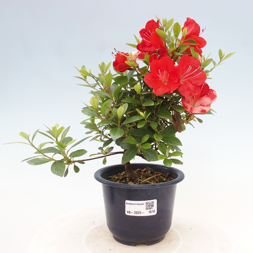 Bonsai im Freien - Japanische Azalee - Azalea Benibeni