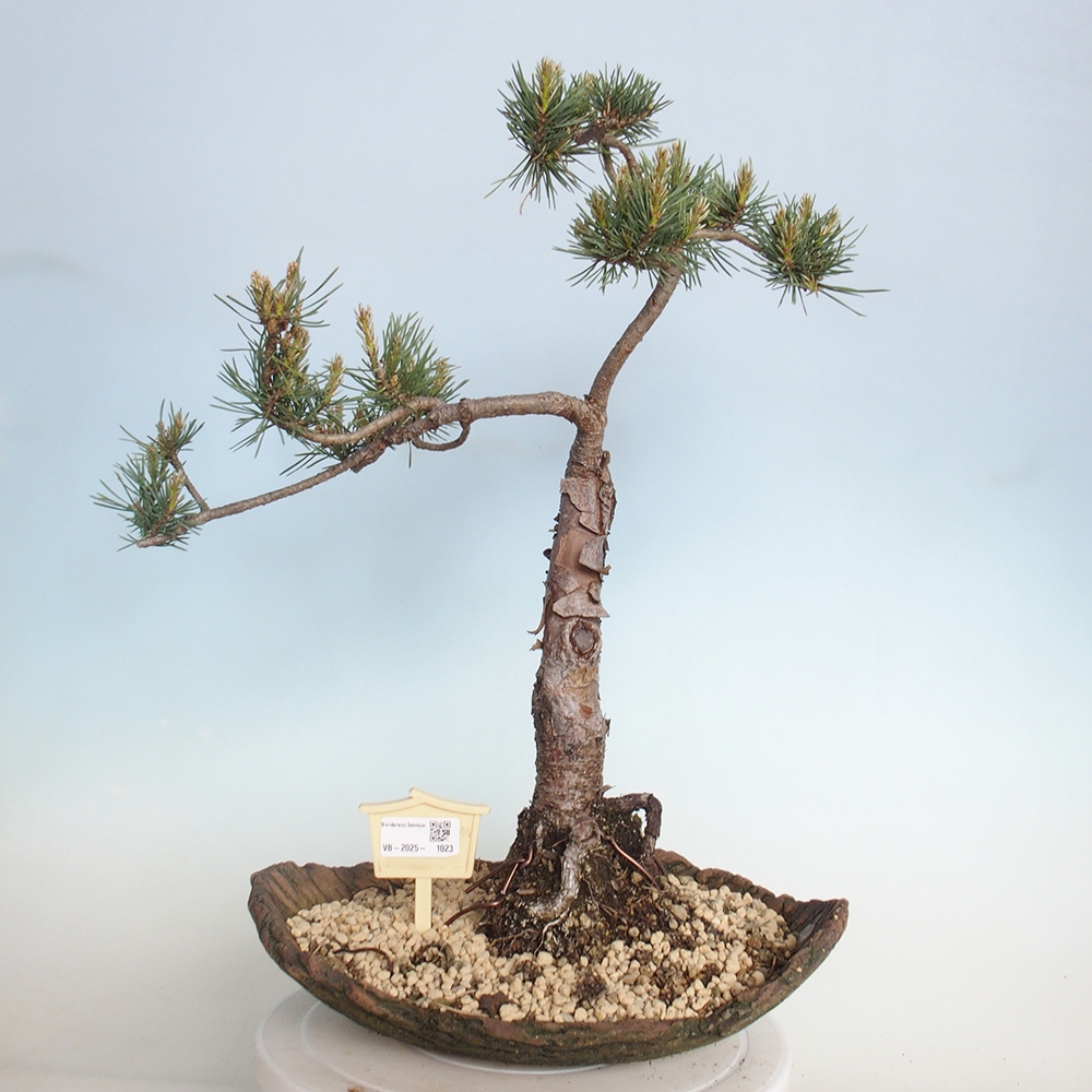 Bonsai im Freien - Pinus Sylvestris - Waldkiefer