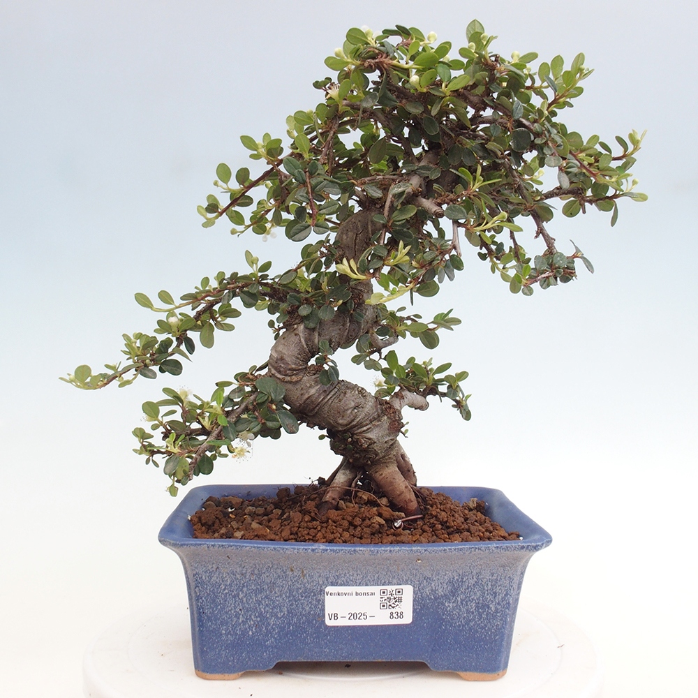 Outdoor-Bonsai-Cotoneaster dammeri - Rock Damer
