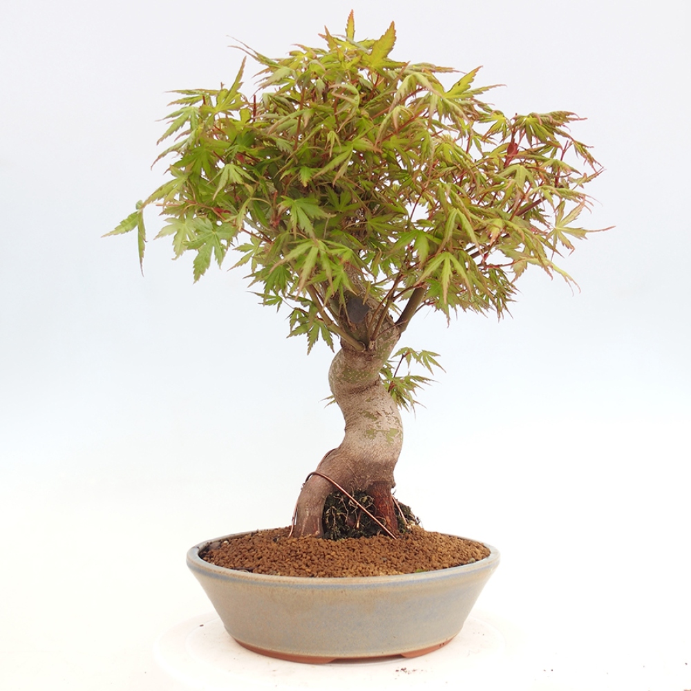 Bonsai im Freien - Acer palmatum - Auburn Ahorn
