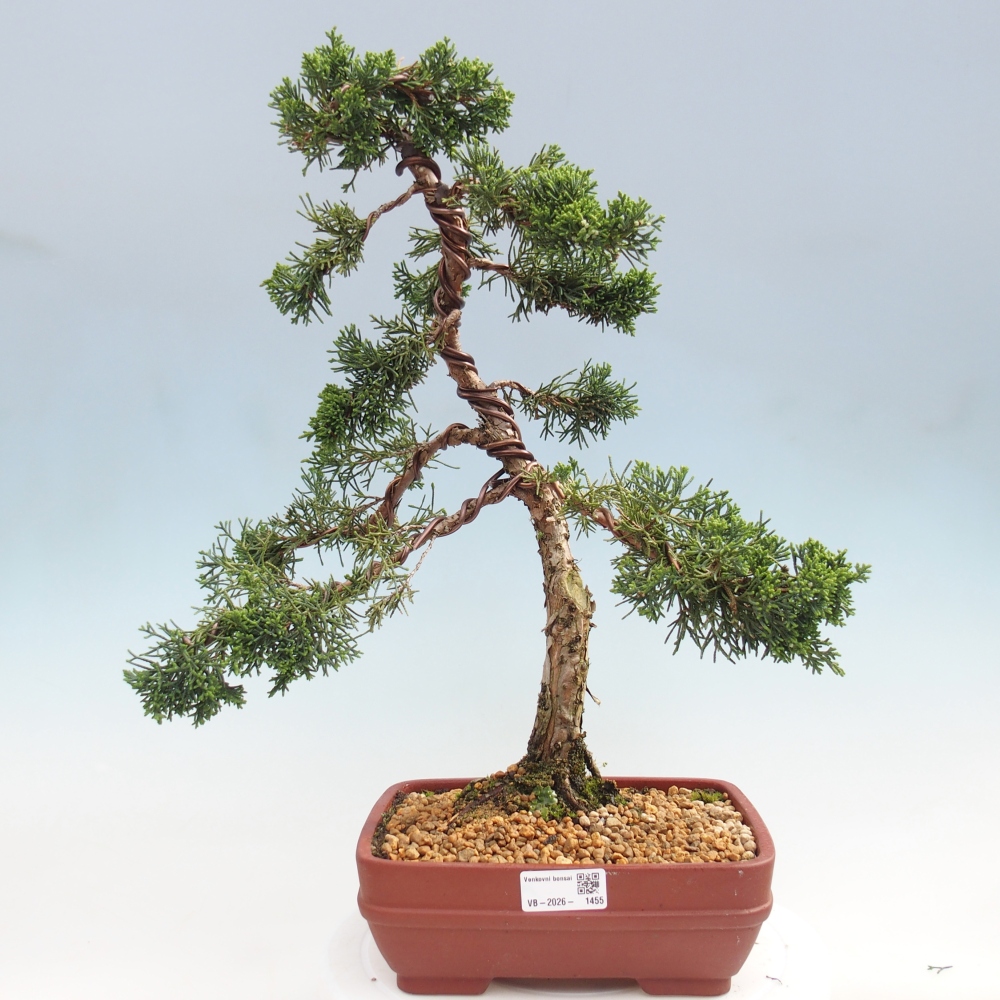 Bonsai für draußen - Juniperus chinensis Kishu