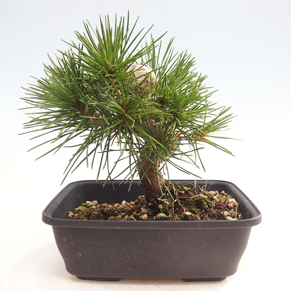 Bonsai für draußen - Pinus thunbergii - Thunberg-Kiefer