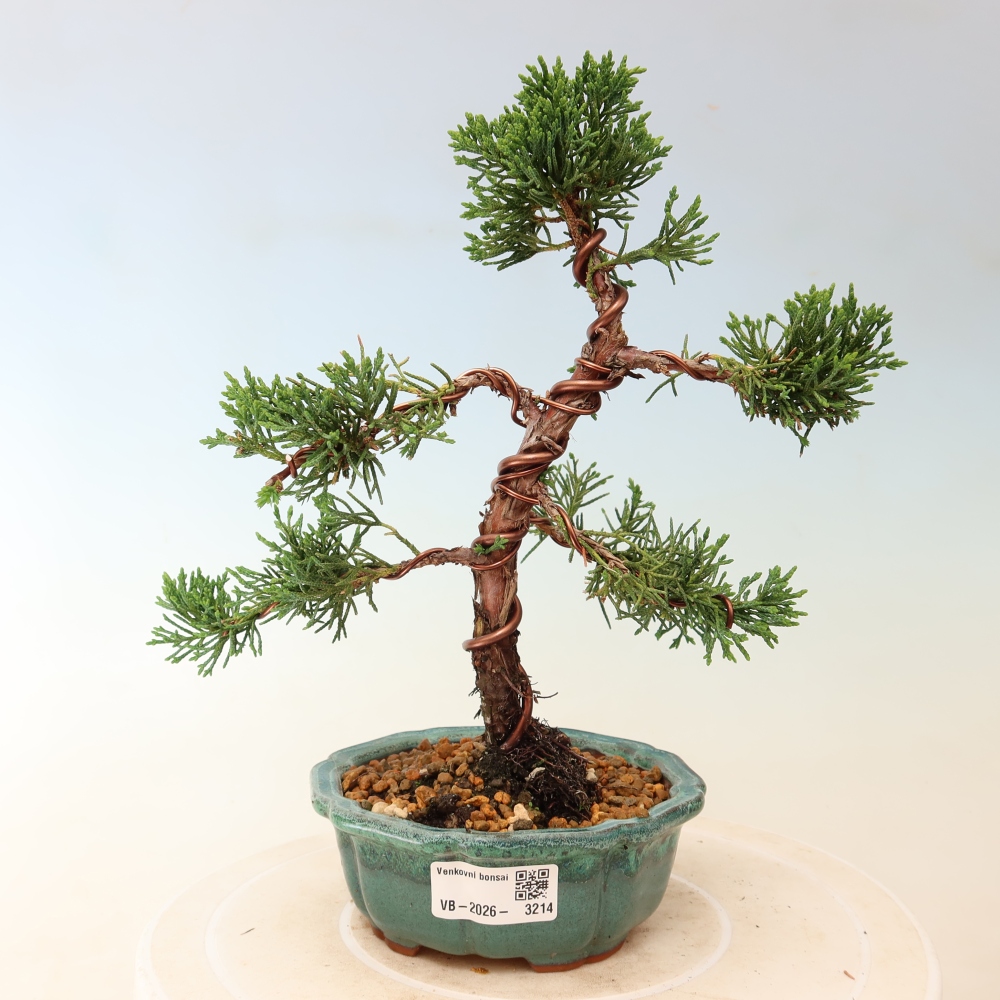 Bonsai für draußen - Juniperus chinensis Kishu