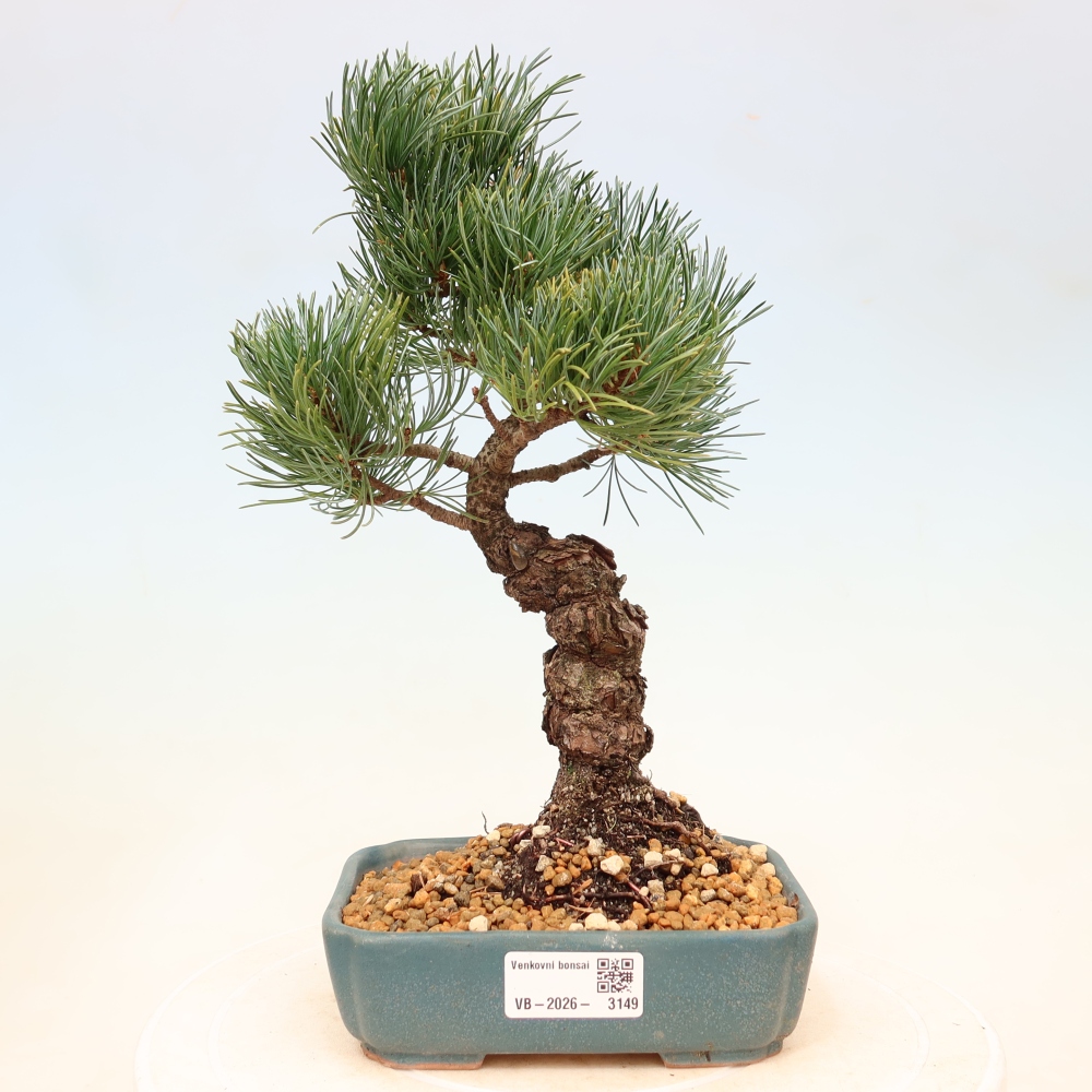 Bonsai für draußen - Pinus parviflora - Pinus parviflora