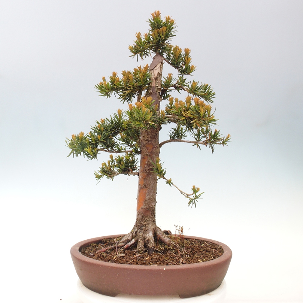 Bonsai im Freien - Taxus cuspidata - Japanische Eibe