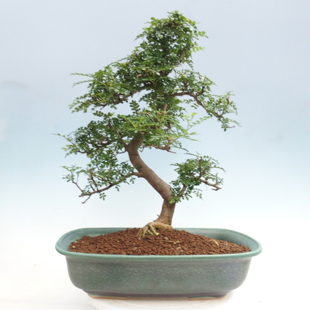 Zimmer Bonsai - Zantoxylum piperitum - Pfefferbaum