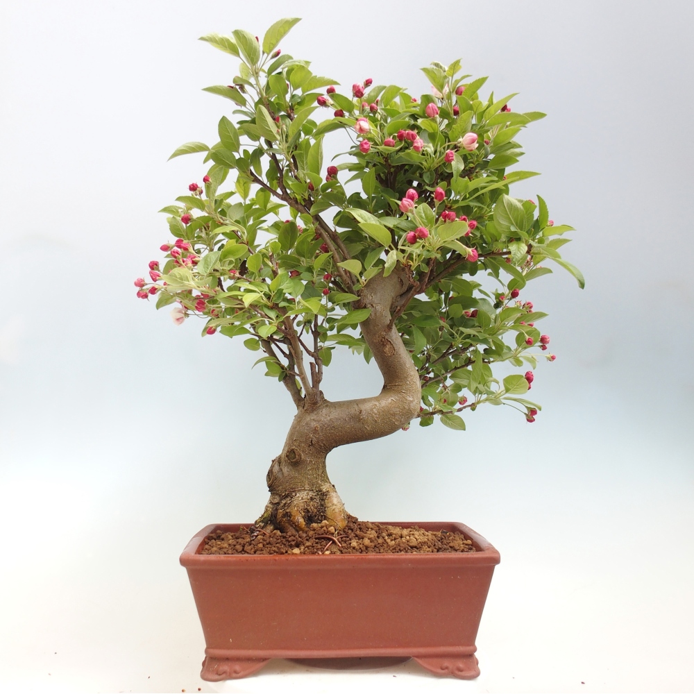Outdoor-Bonsai -Malus halliana - Kleinfrüchtiger Apfelbaum