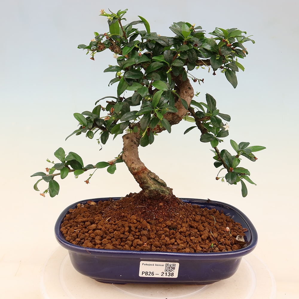 Zimmer-Bonsai - Carmona macrophylla - Tee-Fuki