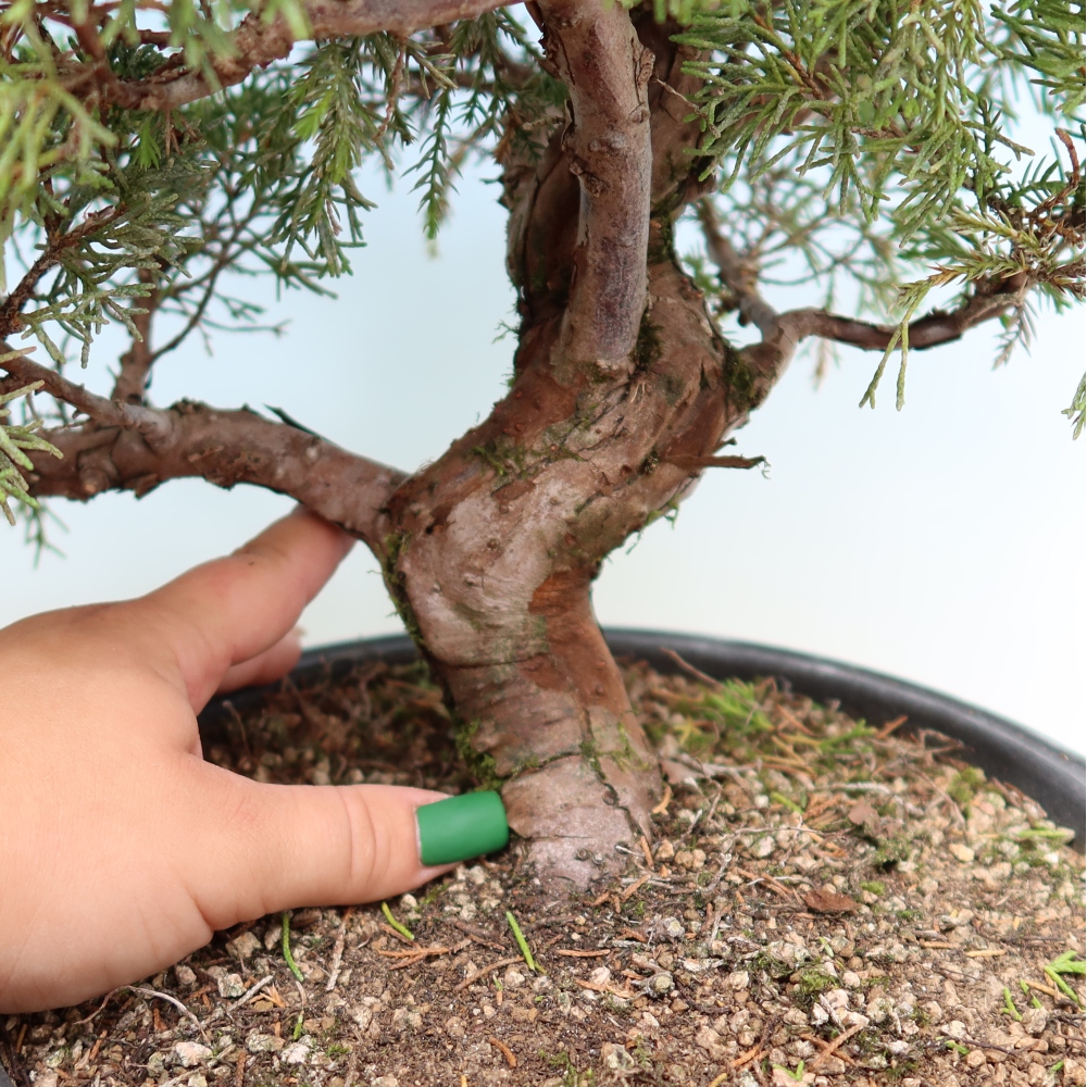 Bonsai für draußen - Juniperus chinensis Itoigawa-Juniperus chinensis