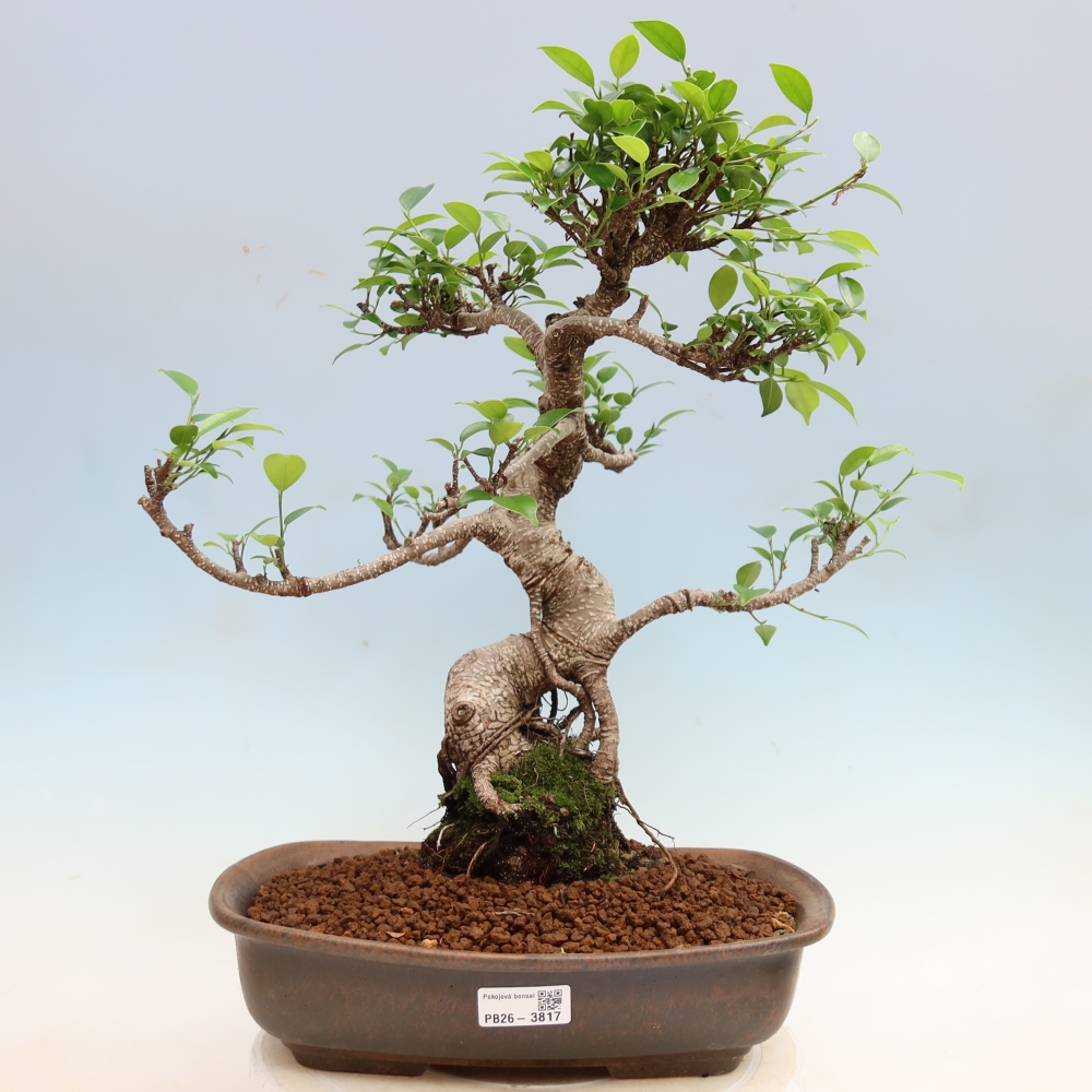 Zimmerbonsai - Ficus kimmen - Kleinblättriger Ficus
