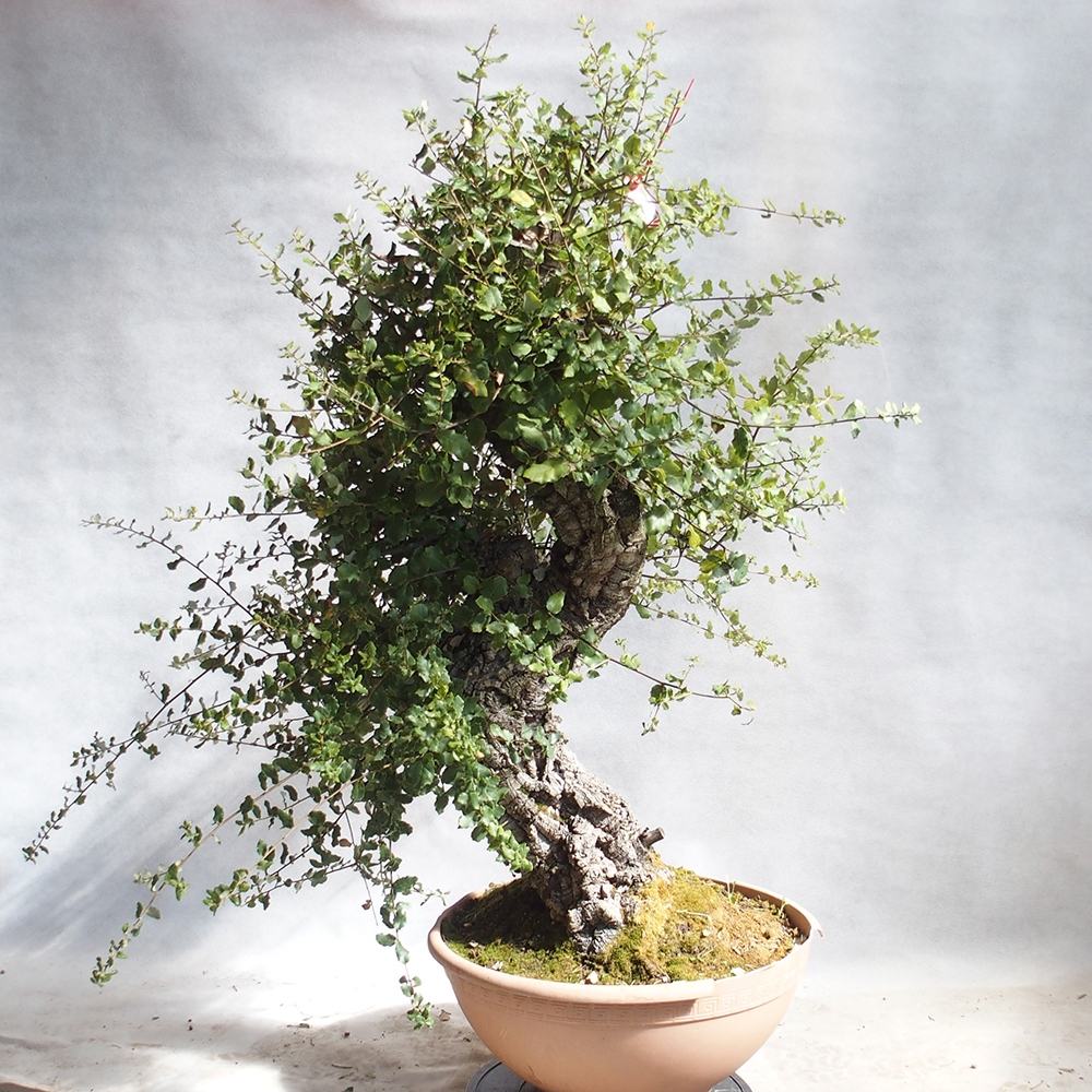 Outdoor-Bonsai Quercus suber - Kork-Eiche