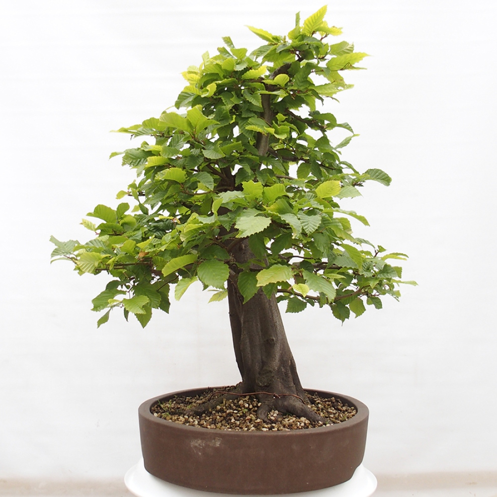 Bonsai im Freien - Hainbuche - Carpinus betulus