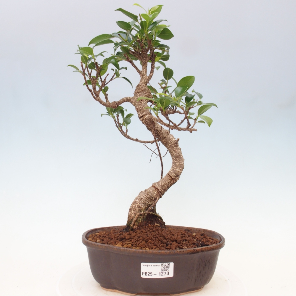 Indoor-Bonsai - Ficus retusa - kleiner Ficus