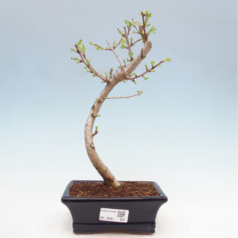 Bonsai für draußen -Pseudolarix amabis-Pseudolarix amabis