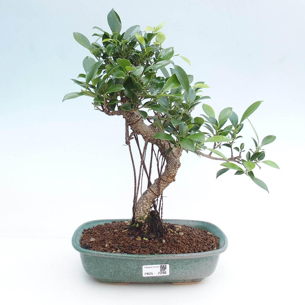 Indoor-Bonsai - Ficus kimmen - kleinblättriger Ficus