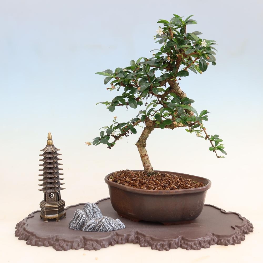 Kunststoff-Sockel für Bonsai, 43 x 25 x 1,5 cm, Farbe: braun