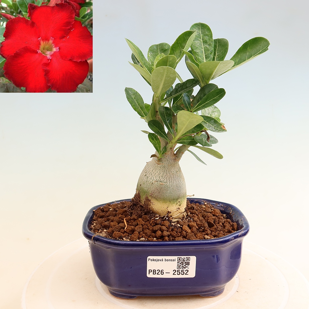 Zimmerbonsai – Adenium obesum „Red Star“ – Wüstenrose