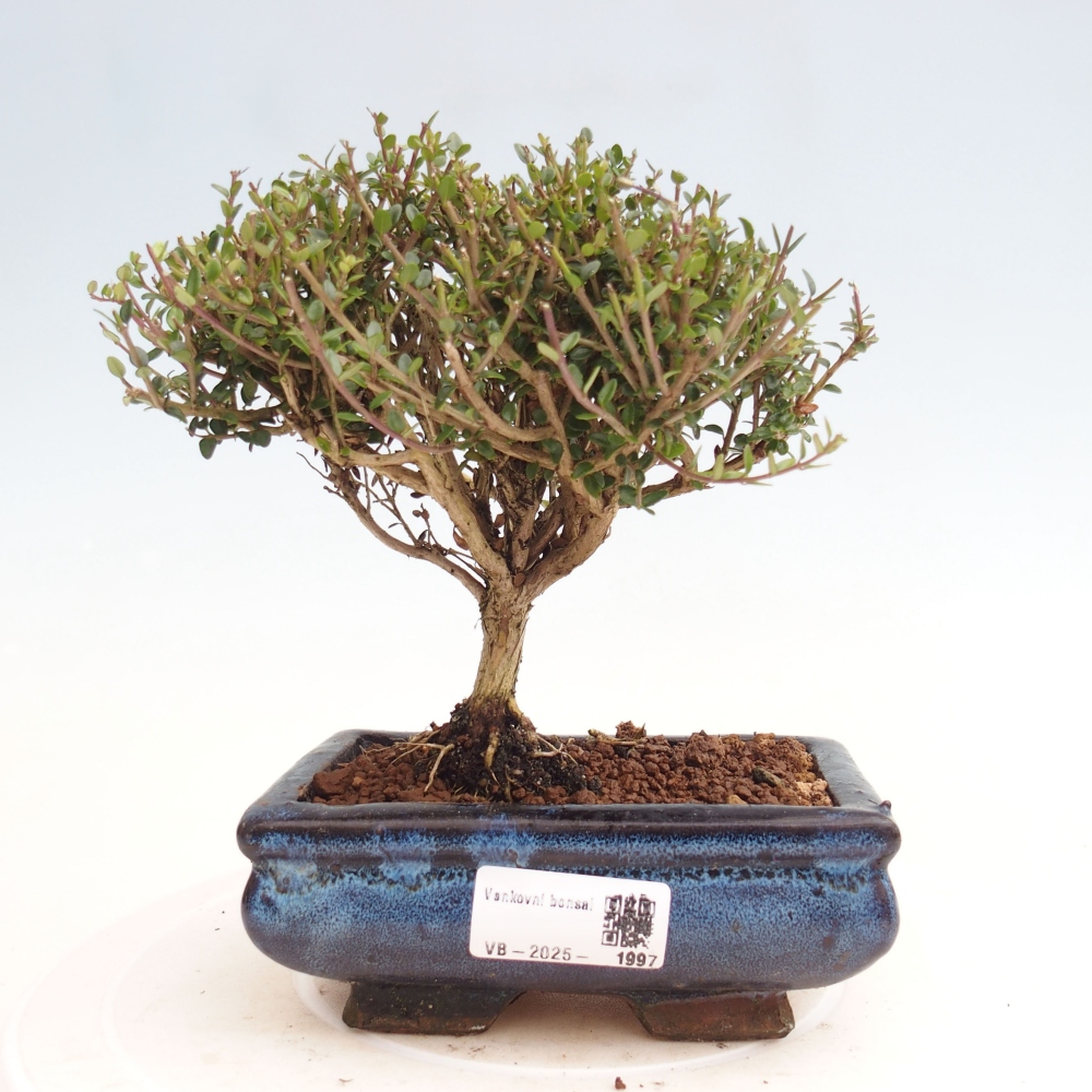 Bonsai im Freien - Lonicera nitida Twiggy - Geißblatt