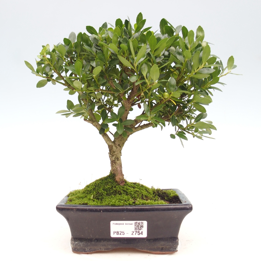 Indoor bonsai - Ilex crenata - Holly