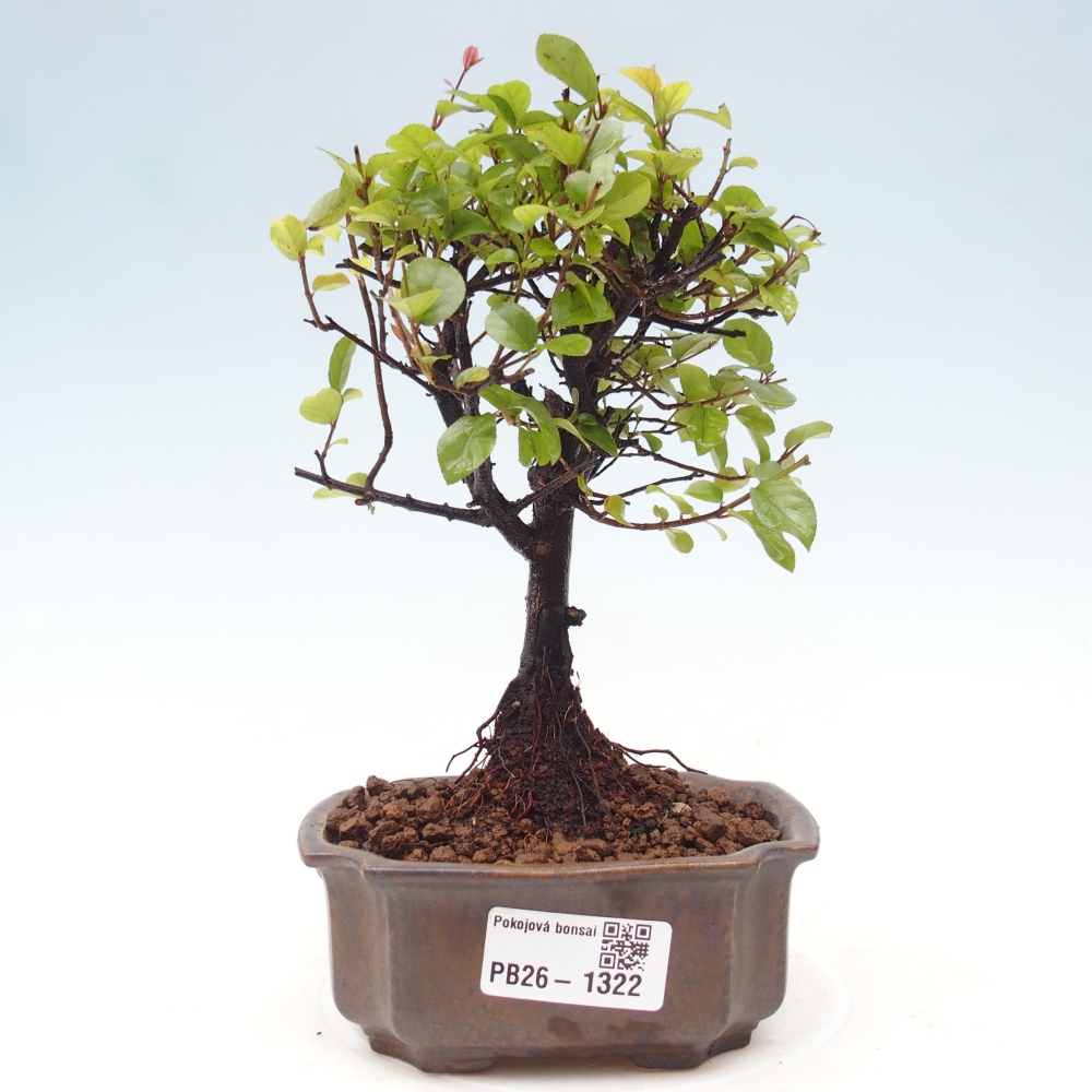 Innenbonsai - Sagerécie Thea - Sagerécie Thea