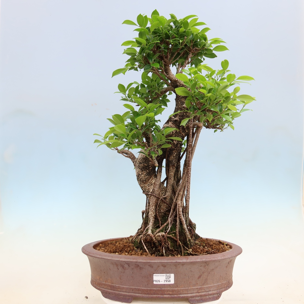 Zimmerbonsai - Ficus kimmen - Kleinblättriger Ficus
