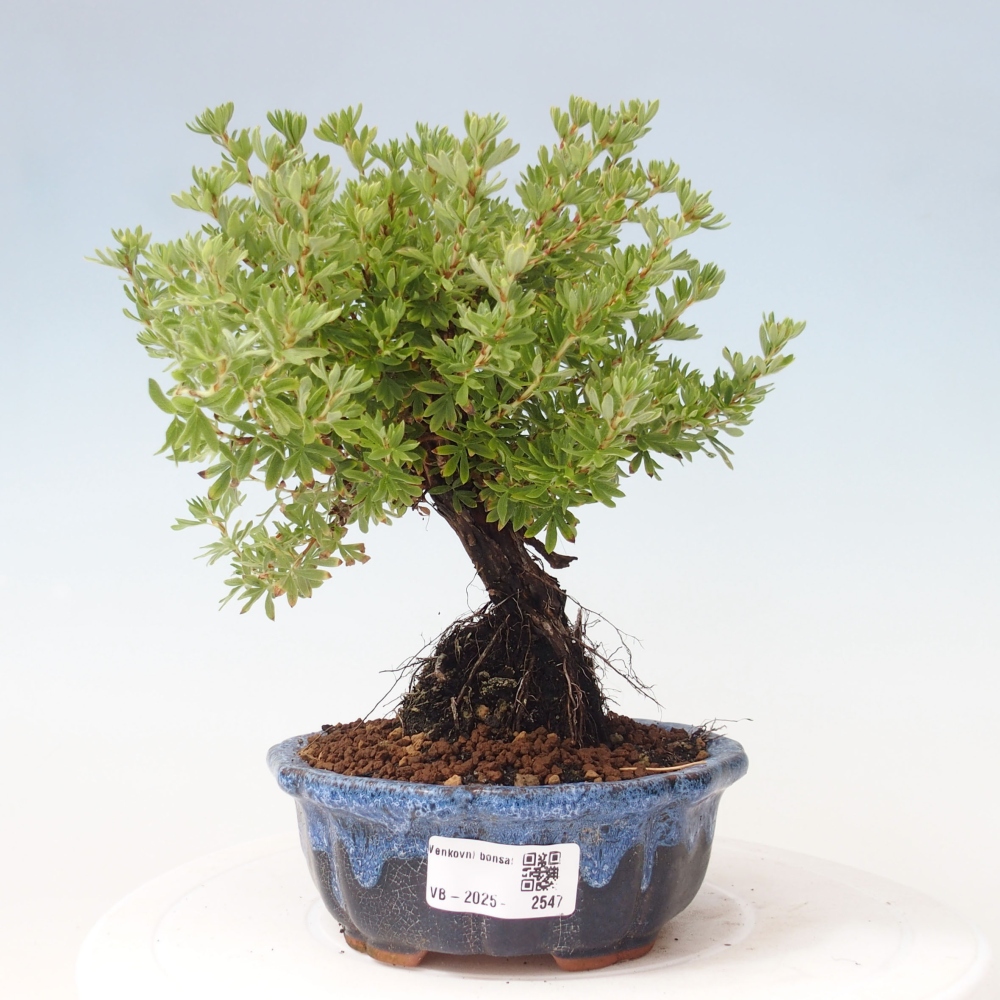 Outdoor-Bonsai-Fingerkraut - Potentila fruticosa gelber Vogel