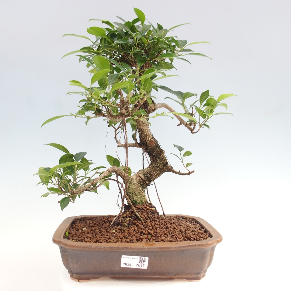 Zimmerbonsai - Ficus kimmen - kleinblättriger Ficus
