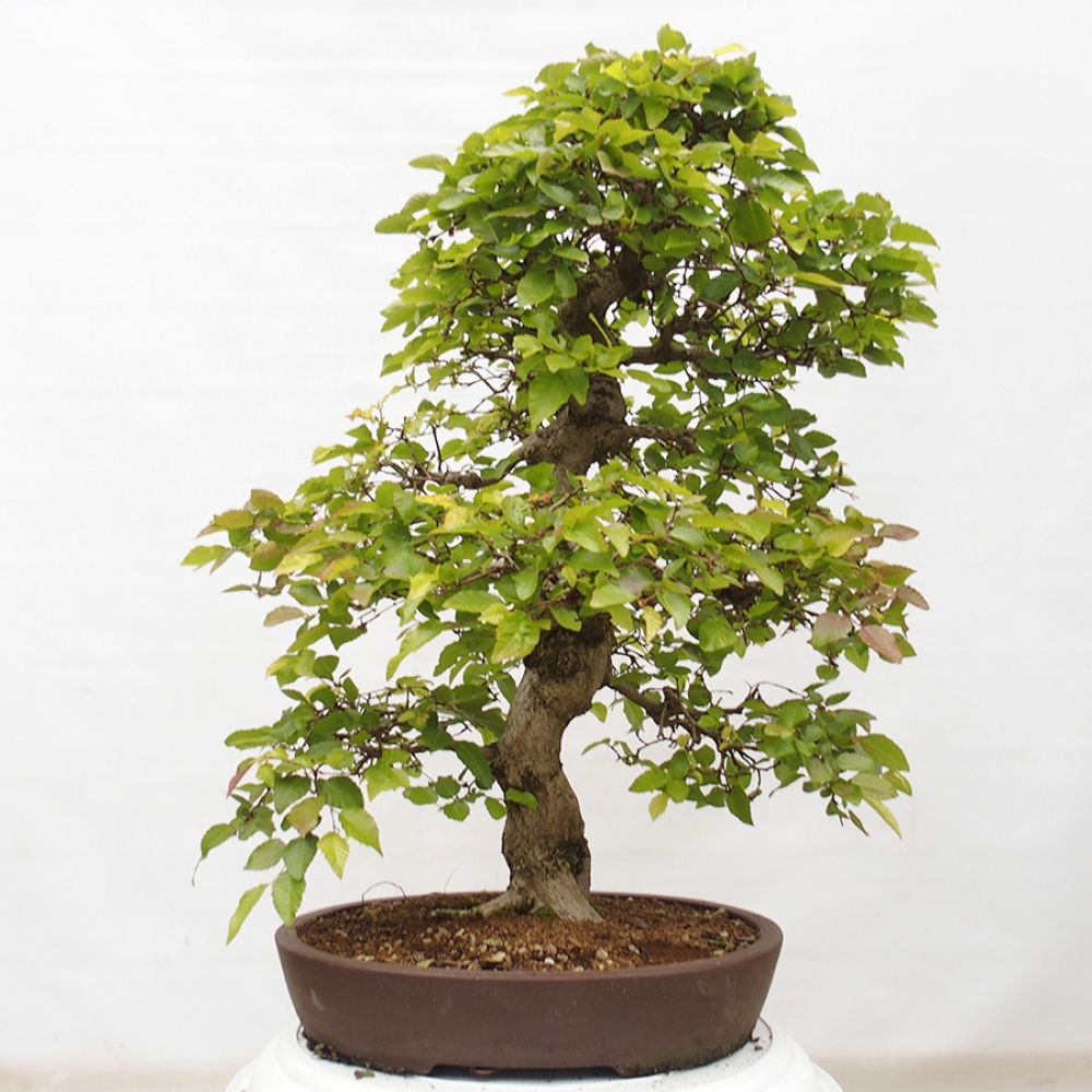 Bonsai im Freien -Carpinus CARPINOIDES - Koreanische Hainbuche