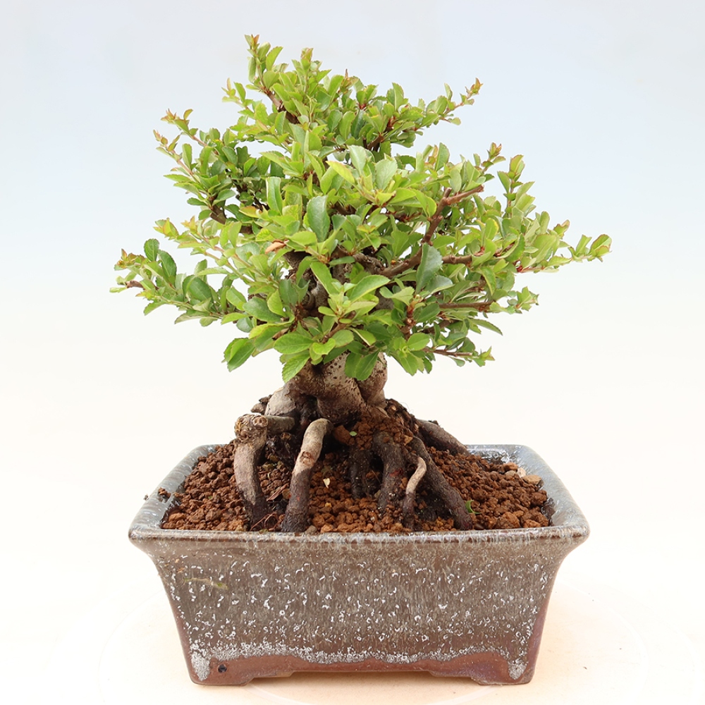 Bonsai für draußen - Chaneomeles speciosa Chojubai