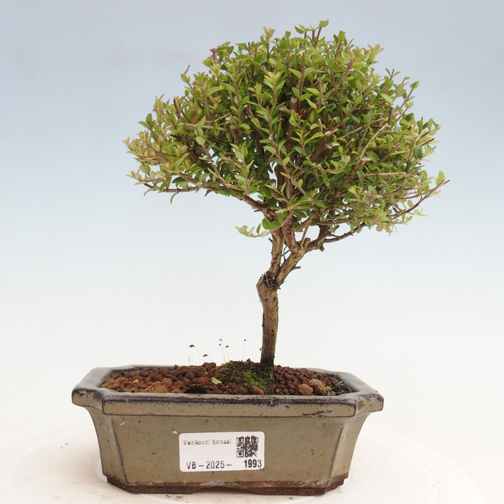 Bonsai im Freien - Lonicera nitida Twiggy - Geißblatt