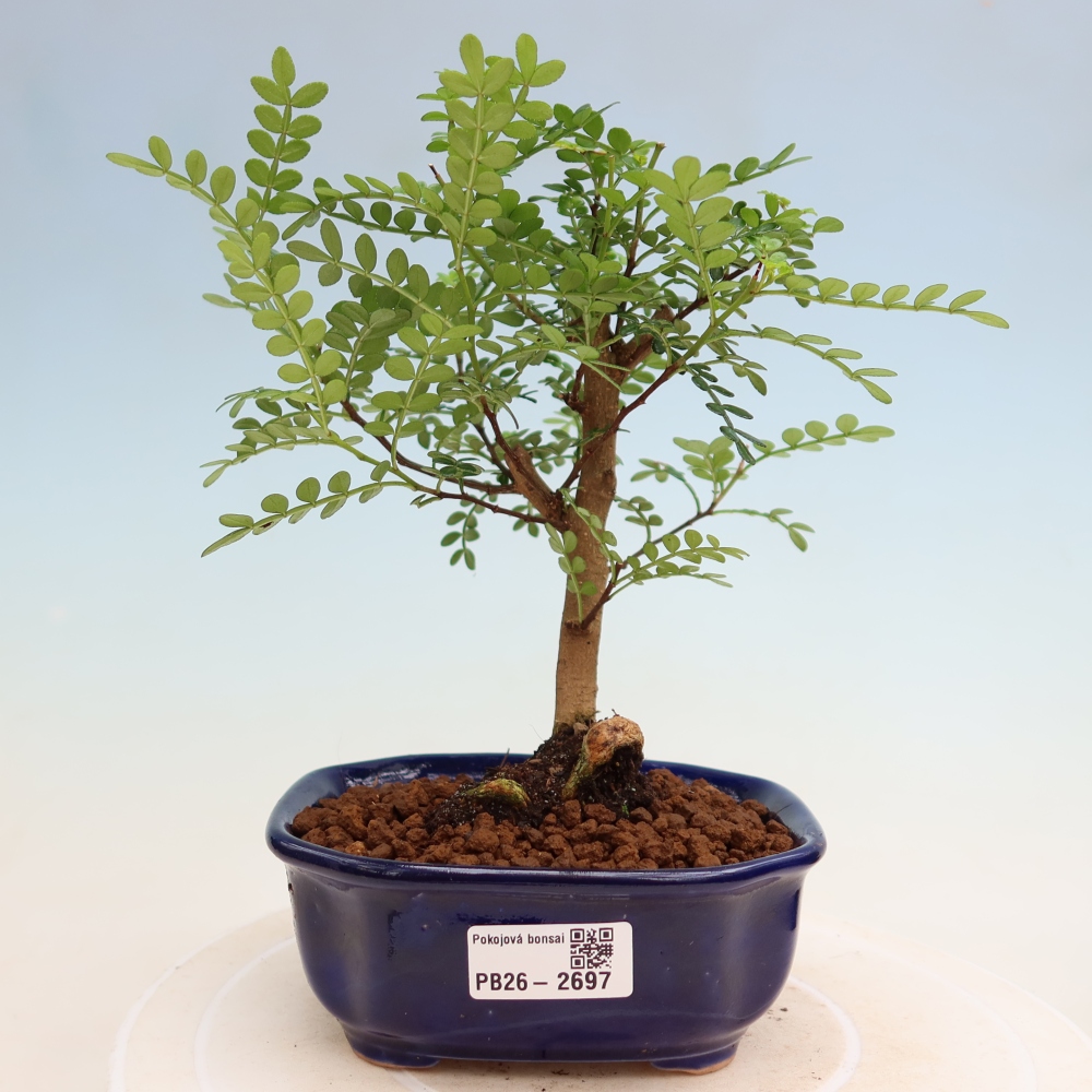 Zimmer Bonsai - Zantoxylum piperitum - Pfefferbaum