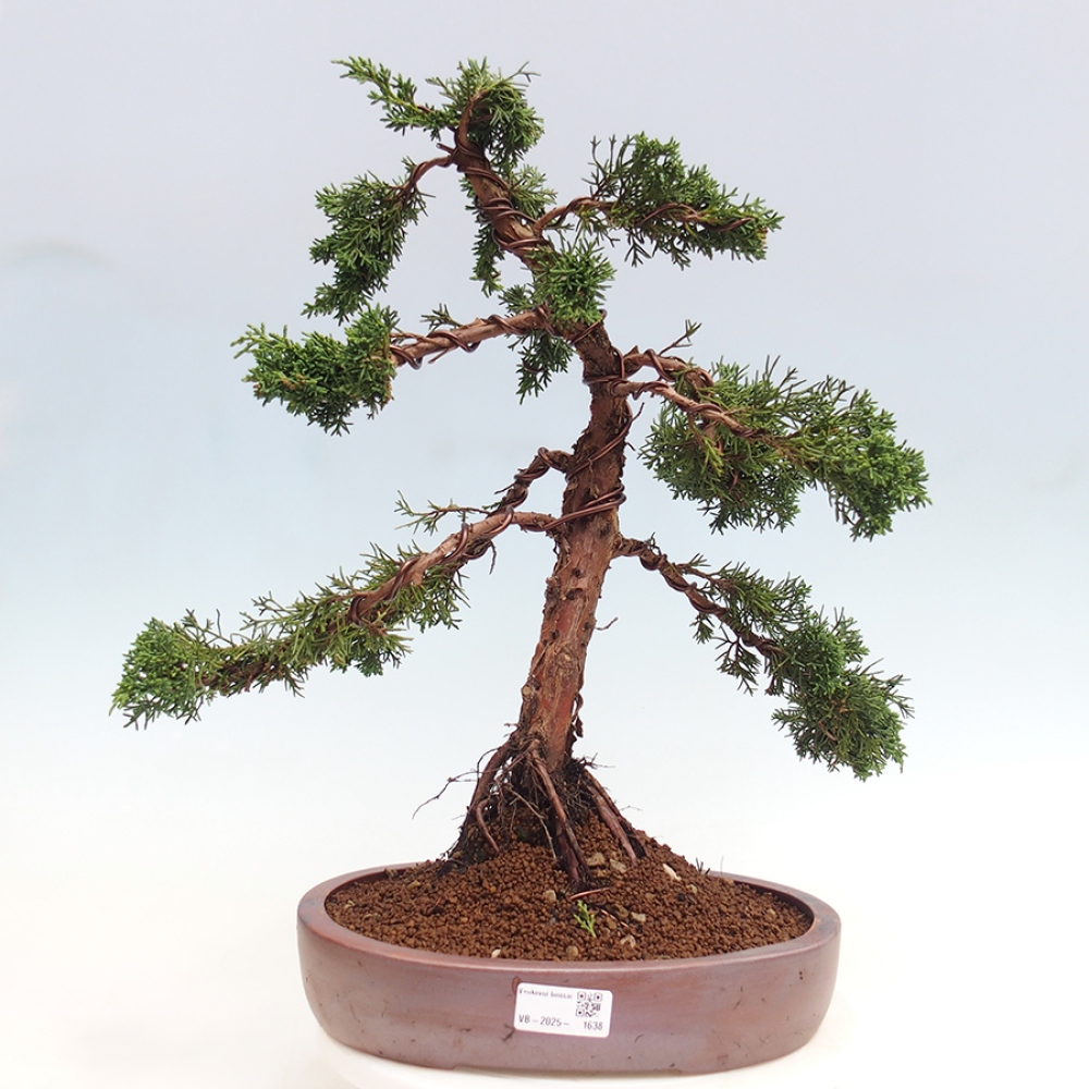 Outdoor-Bonsai - Juniperus chinensis Kishu - Chinesischer Wacholder