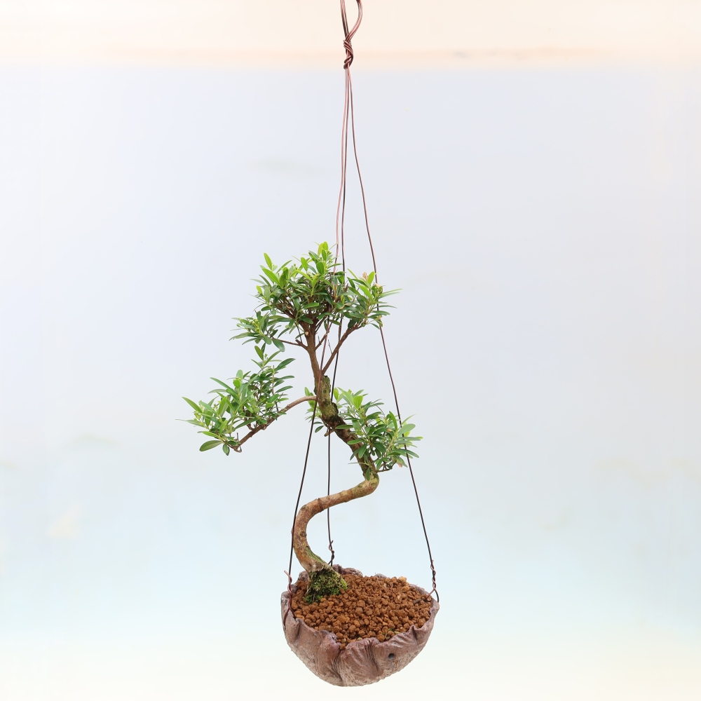 Kokedama in Keramik -Syzygium - Pimentbaum