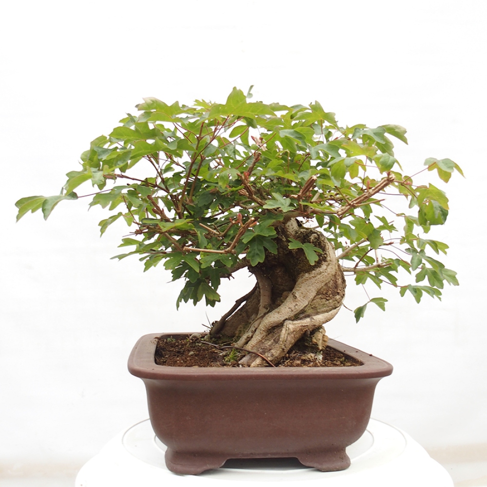 Bonsai im Freien - Baby-Ahorn - Acer campestre