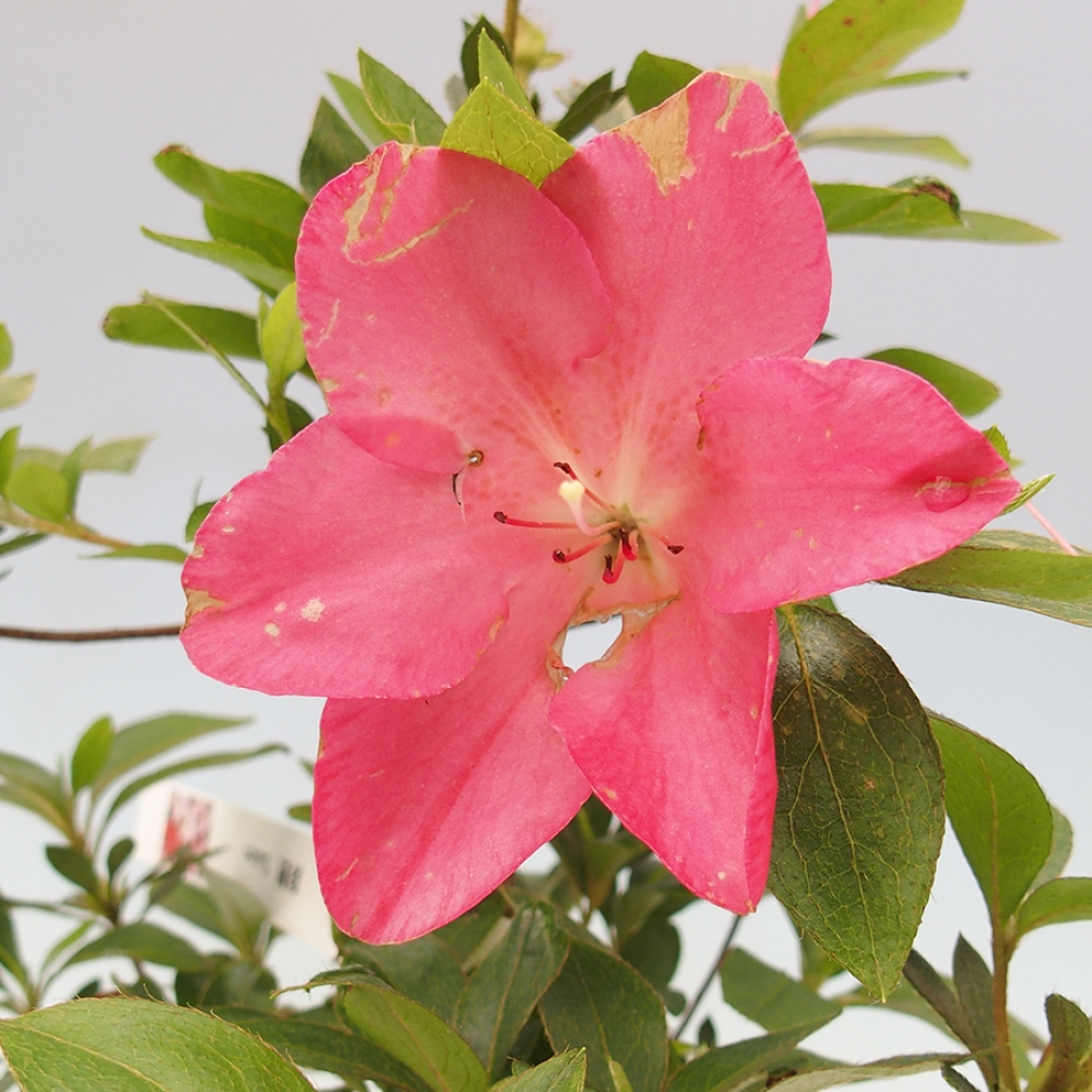Bonsai im Freien - Japanische Azalee - Azalea Saien