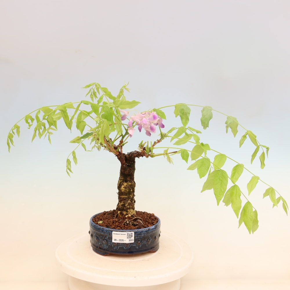 Bonsai für draußen - Wisteria floribunda