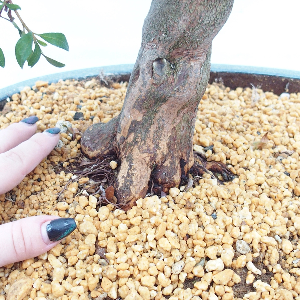 Bonsai für draußen - Japanische Azalee - Azalee CHIHIRO