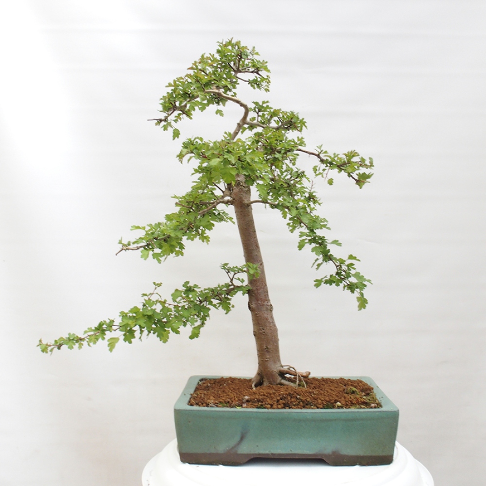 Bonsai im Freien - Weißdorn - Crataegus monogyna