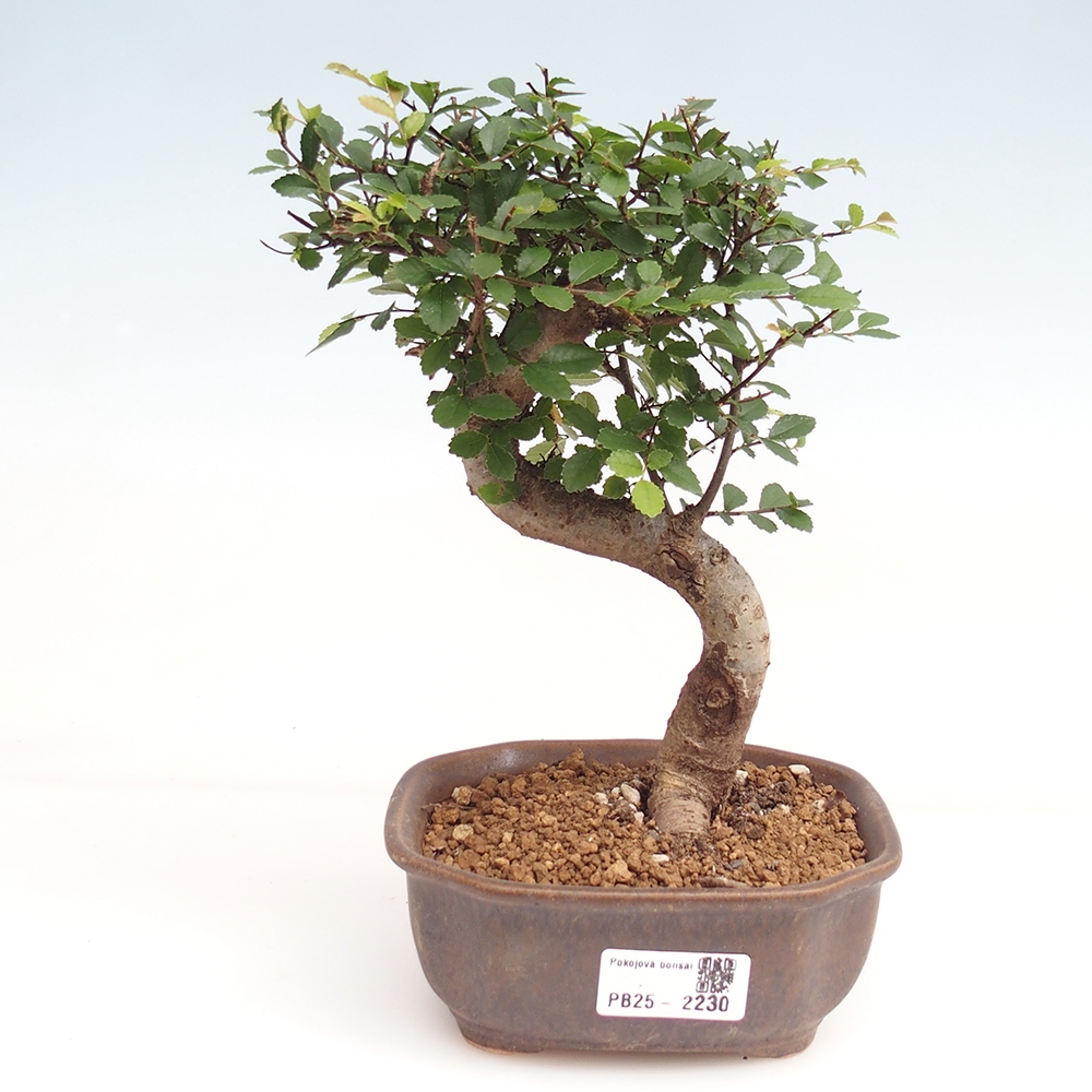Zimmer Malolistý Ulme Bonsai