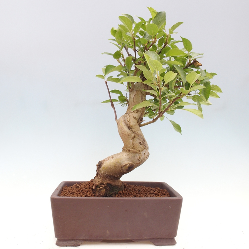 Bonsai im Freien - Malus halliana - Kleinfruchtiger Apfelbaum
