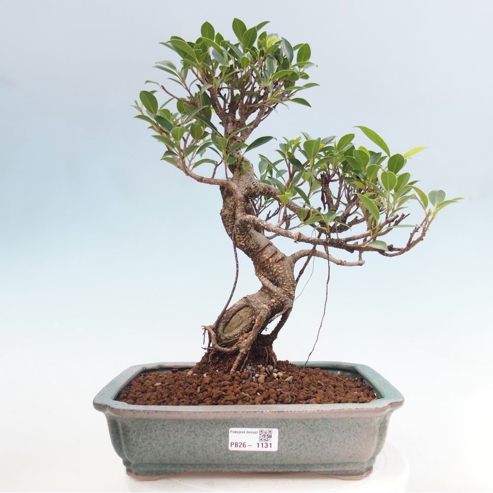 Zimmerbonsai - Ficus kimmen - Kleinblättriger Ficus