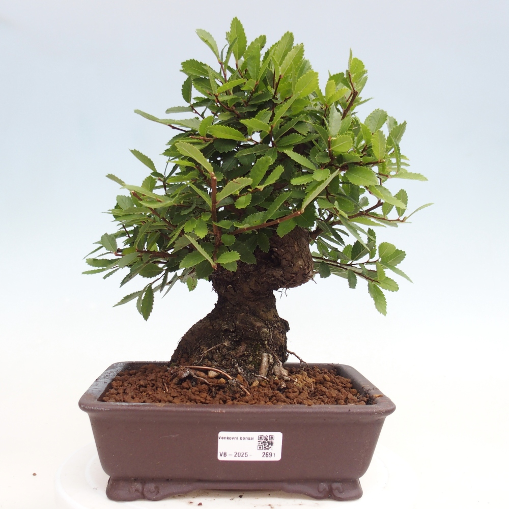 Bonsai im Freien - Zelkova - Zelkova NIRE