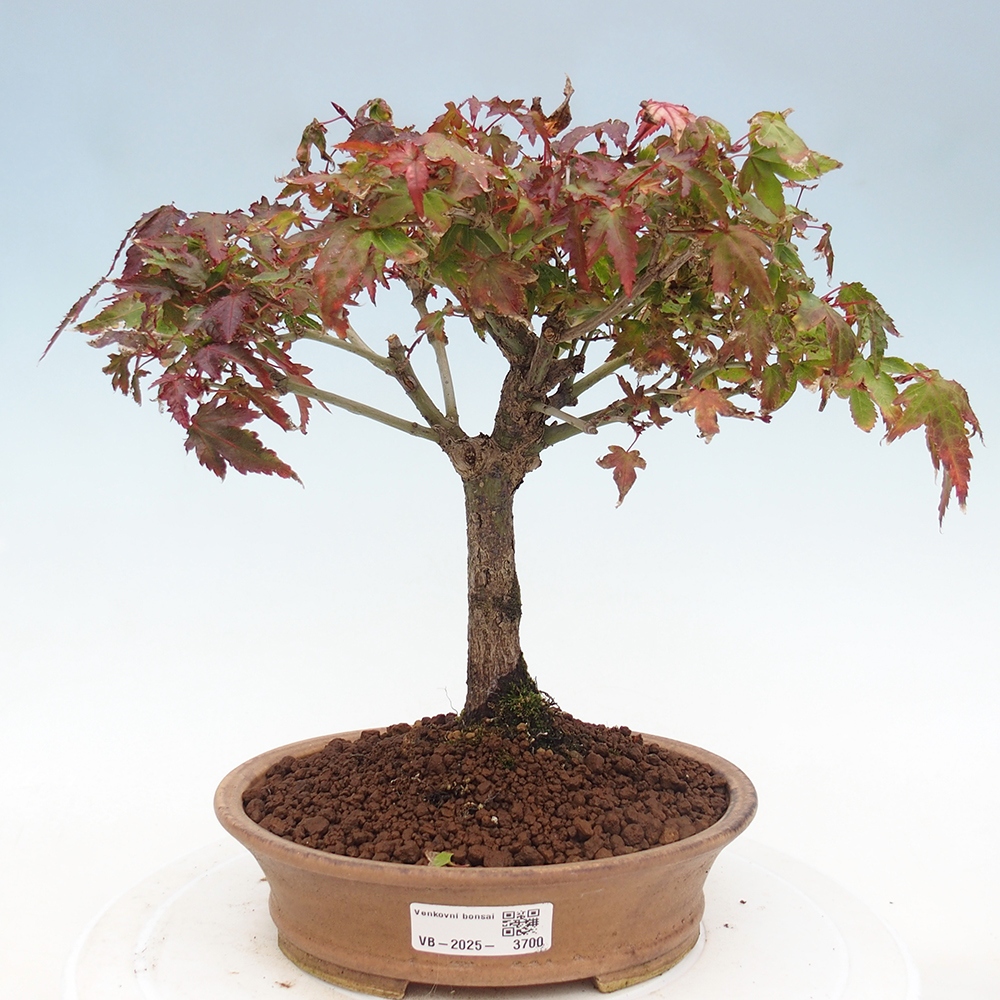 Acer palmatum KIOHIME - Palmetto-Ahorn