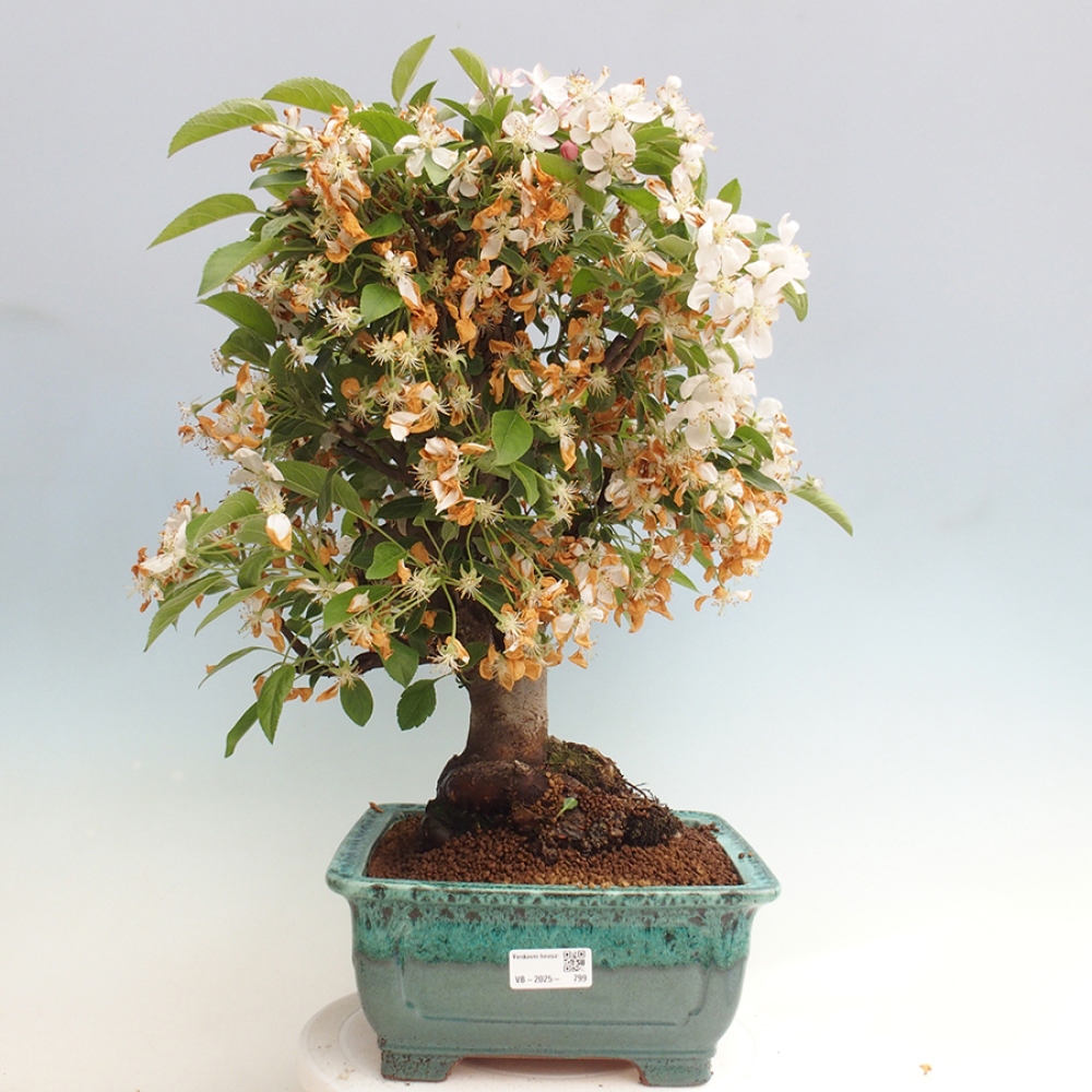Bonsai im Freien - Malus halliana - Kleinfruchtiger Apfelbaum