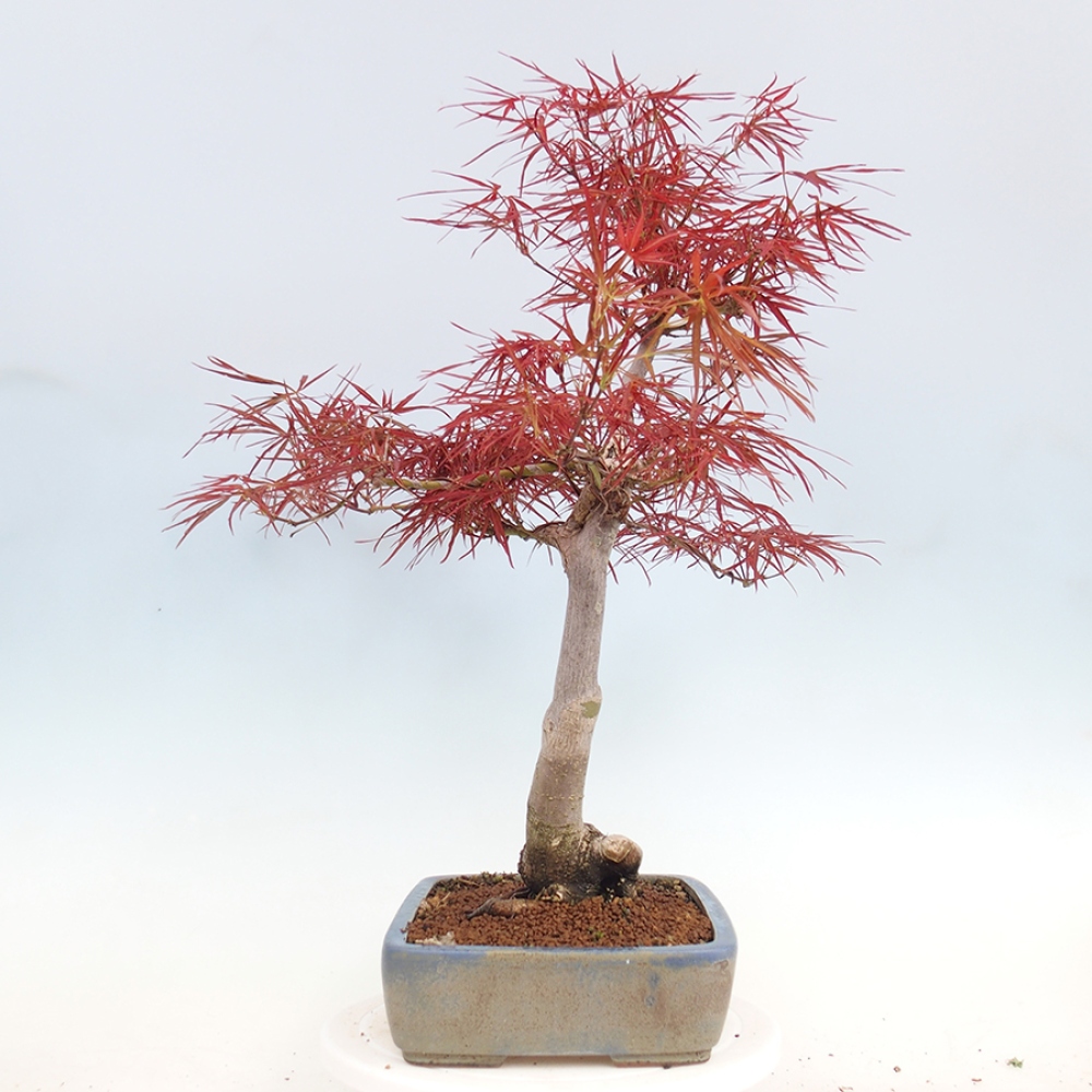Bonsai im Freien - Acer palmatum RED PYGMY