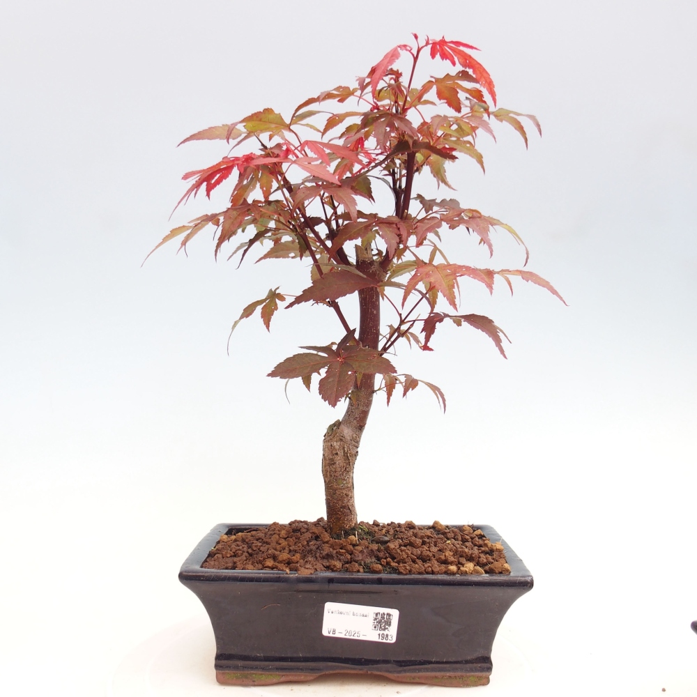 Bonsai im Freien - Acer-Palme. Atropurpureum-Palmenblatt-Ahorn