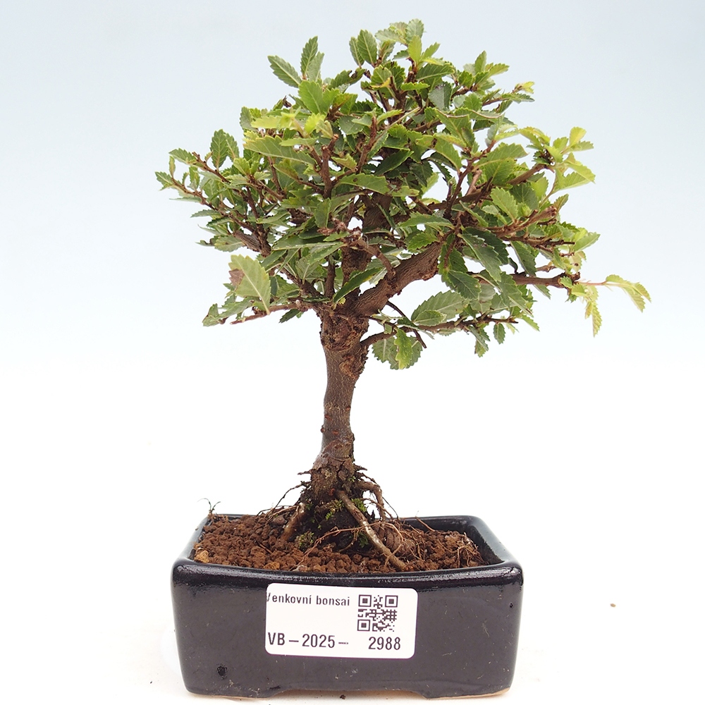 Bonsai im Freien - Ulmus parvifolia Sagei - Kleinblättrige Ulme